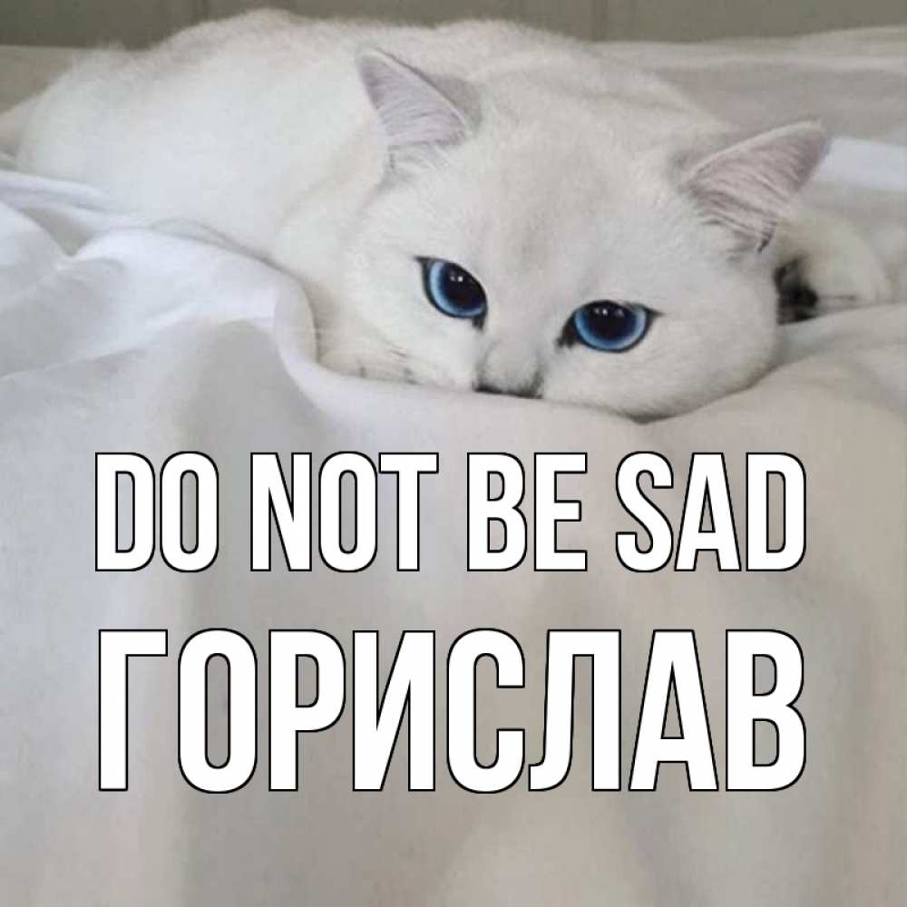 Greetings card с именем, Горислав Do not be sad белый кот с голубыми глазами на белоснежной кровати Greetings with text for free download 