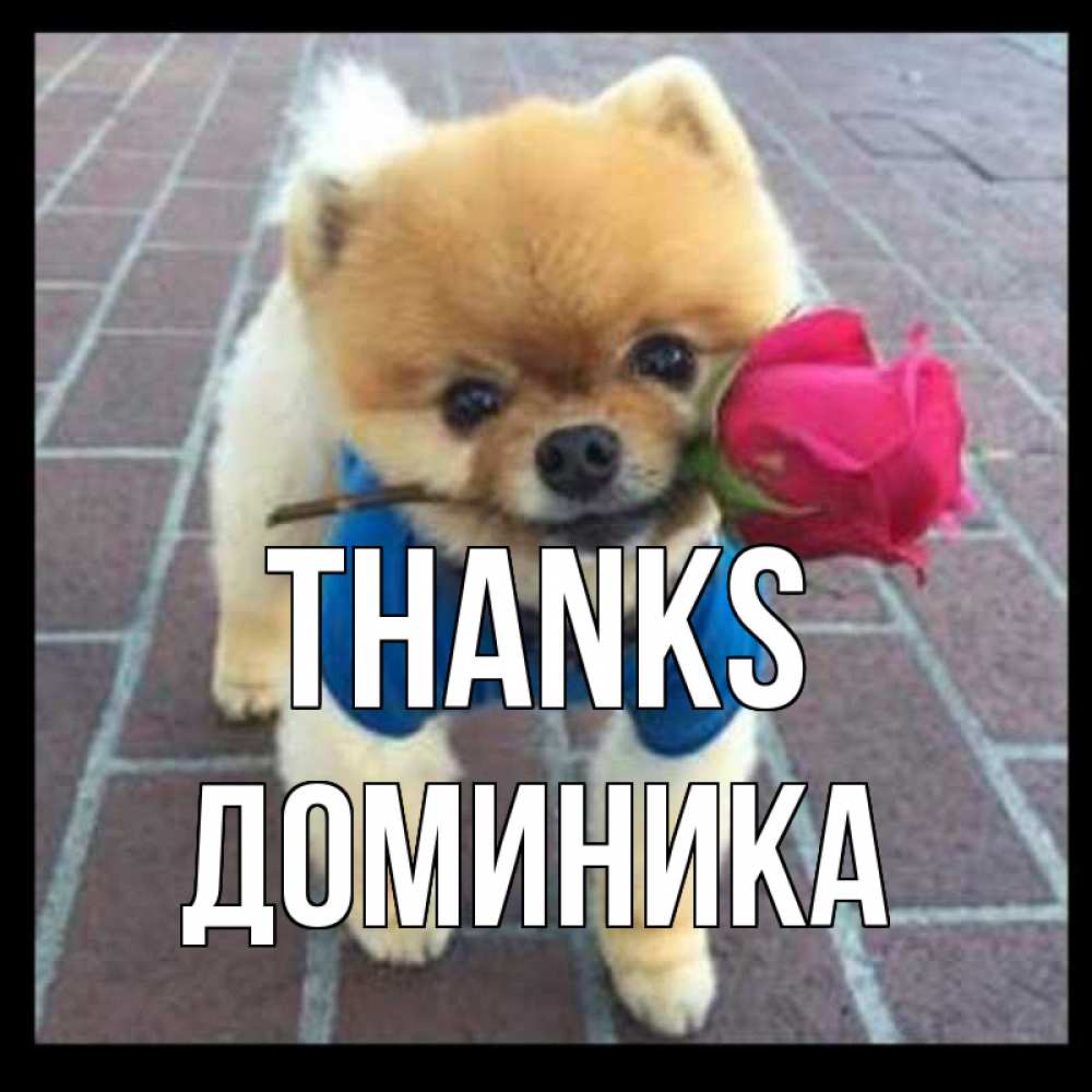 Greetings card с именем, Доминика Thanks спасибо и дарю тебе цветок Greetings with text for free download 