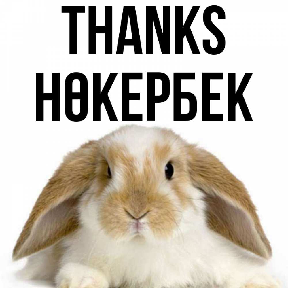 Greetings card с именем, НӨКЕРБЕК Thanks коричнево белый заяц Greetings with text for free download 