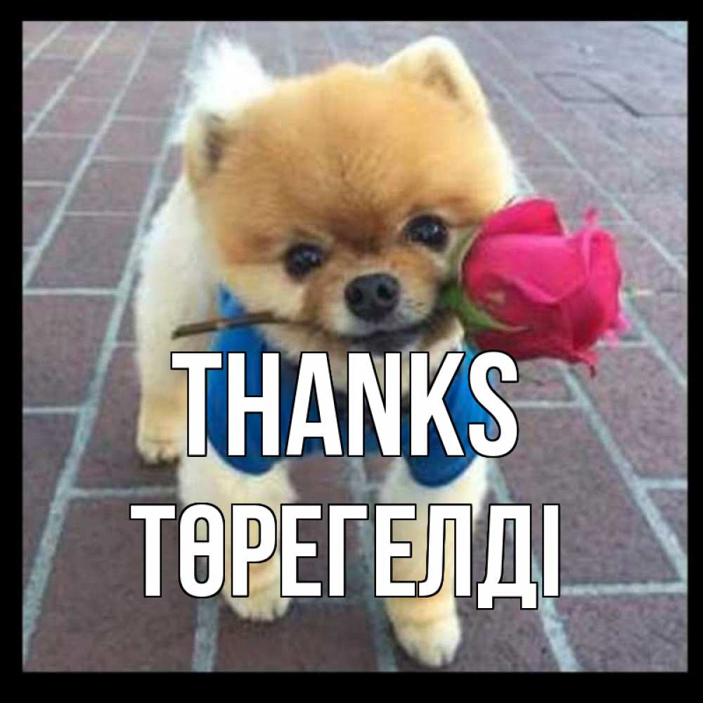 Greetings card с именем, Төрегелді Thanks спасибо и дарю тебе цветок Greetings with text for free download 