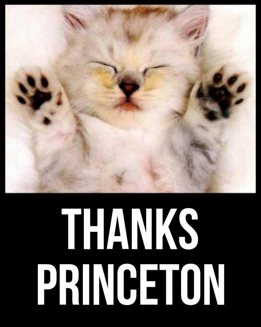 Greetings card с именем, Princeton Thanks маленький котенок Greetings with text for free download 