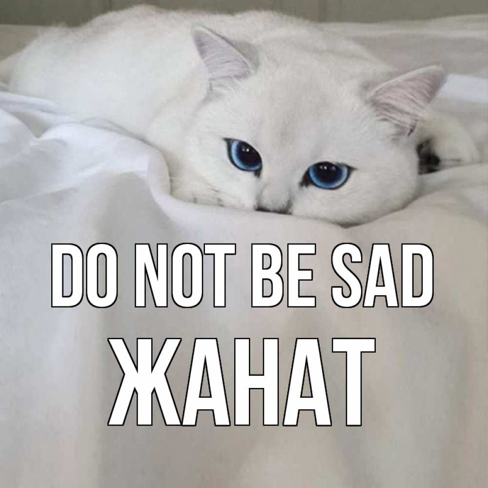 Greetings card с именем, Жанат Do not be sad белый кот с голубыми глазами на белоснежной кровати Greetings with text for free download 