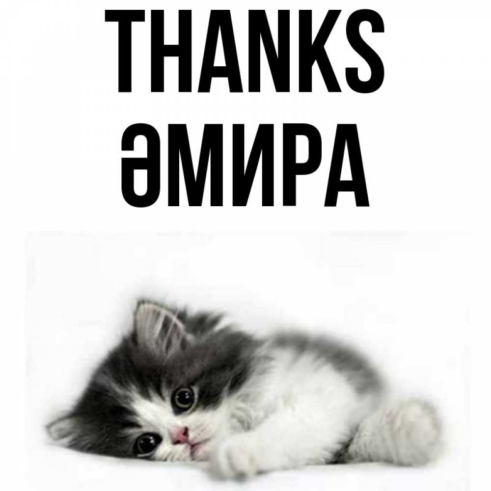 Greetings card с именем, ӘМИРА Thanks черный и белый кот Greetings with text for free download 
