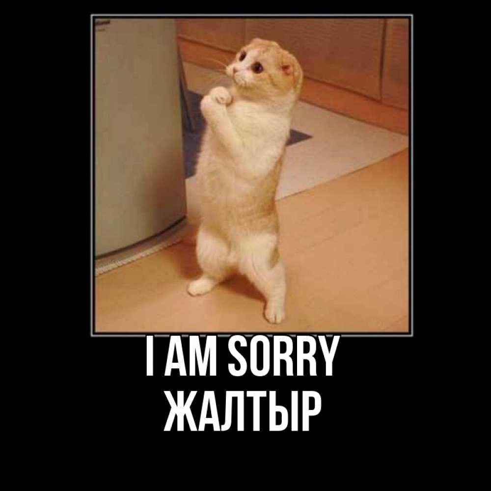 Greetings card с именем, Жалтыр I am sorry открытка с милым несчастным котиком просящим прощения Greetings with text for free download 