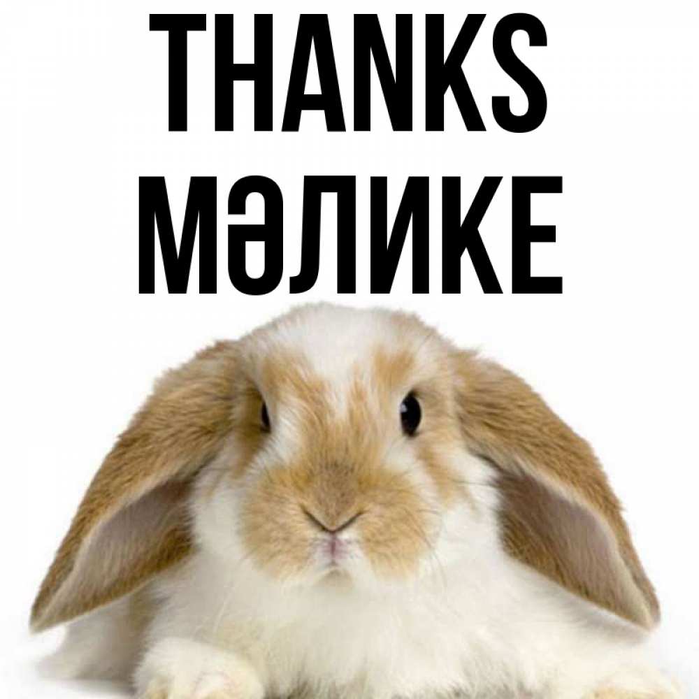 Greetings card с именем, МӘЛИКЕ Thanks коричнево белый заяц Greetings with text for free download 