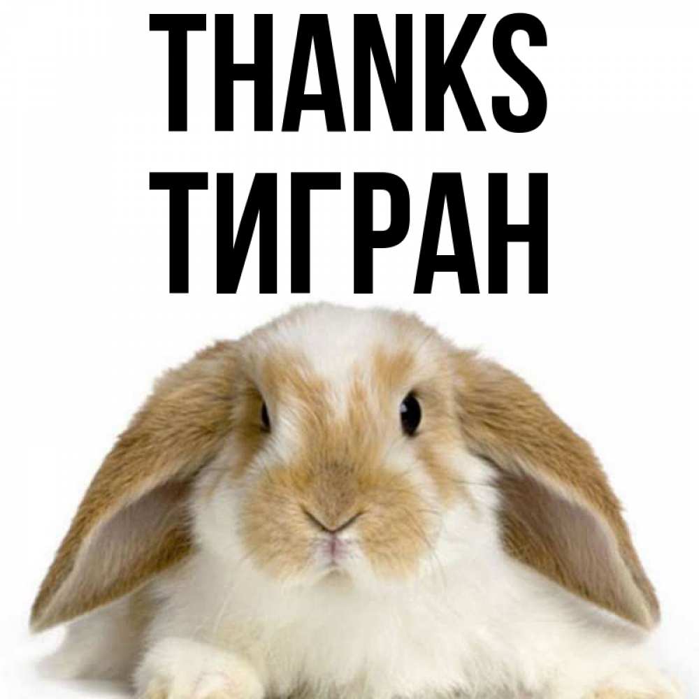 Greetings card с именем, Тигран Thanks коричнево белый заяц Greetings with text for free download 