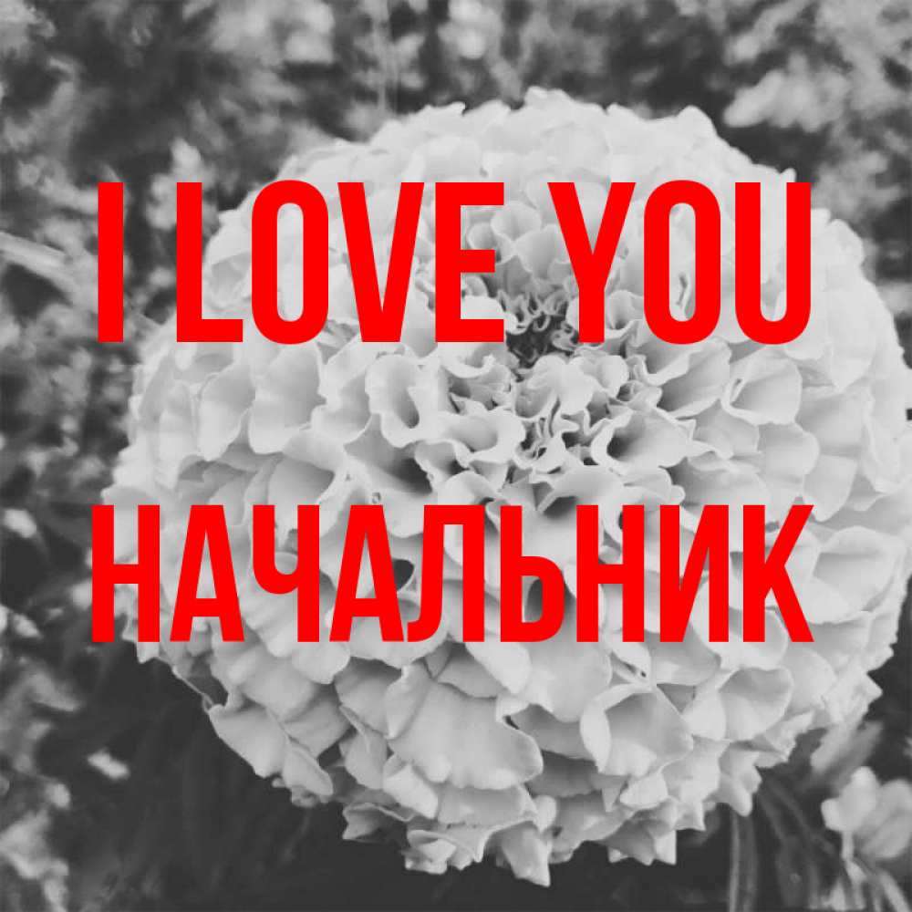 Greetings card с именем, Начальник I love you подпись Greetings with text for free download 