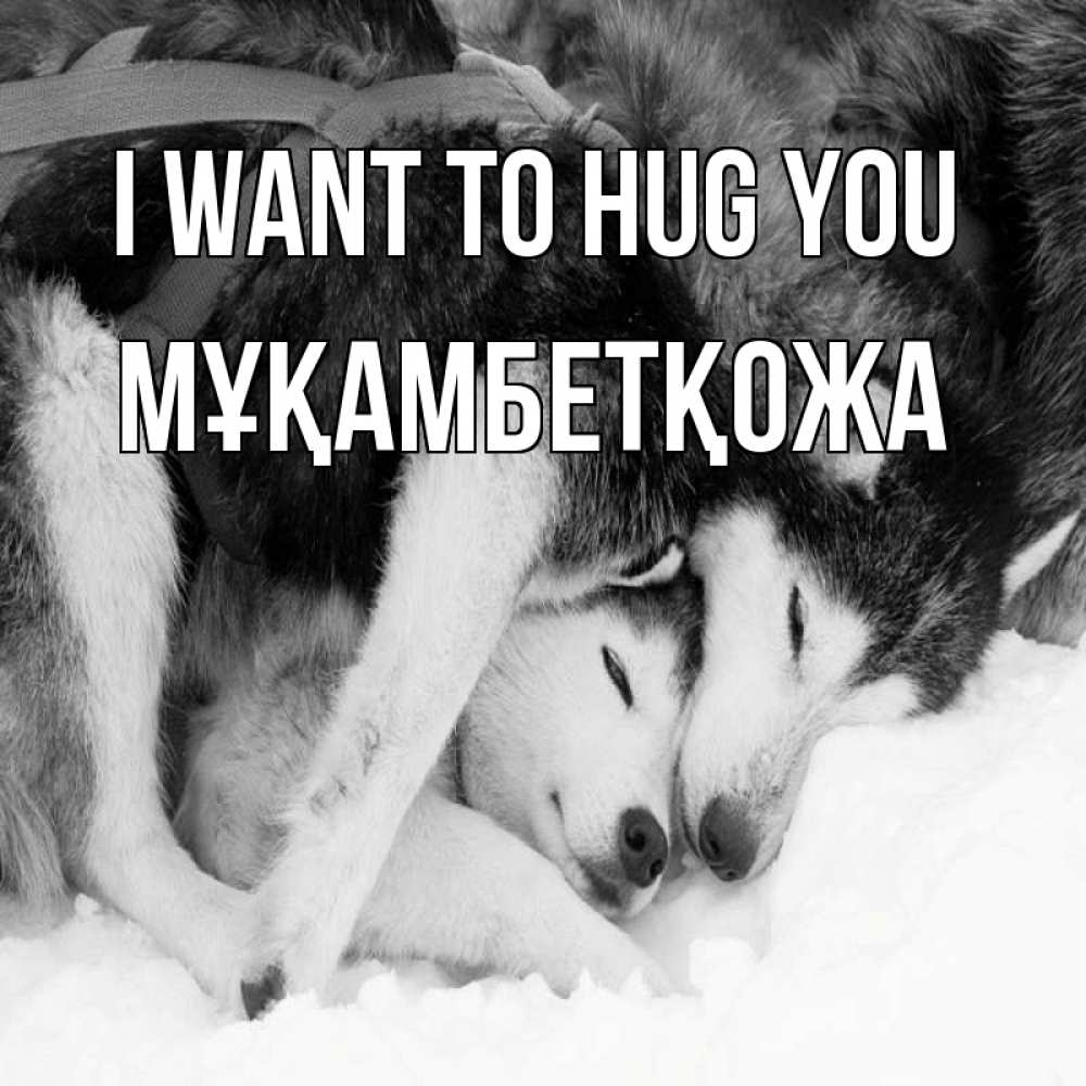 Greetings card с именем, Мұқамбетқожа I want to hug you собачки в упряжке Greetings with text for free download 