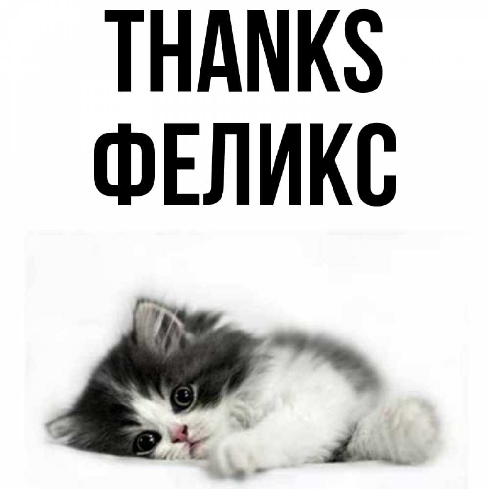 Greetings card с именем, Феликс Thanks черный и белый кот Greetings with text for free download 