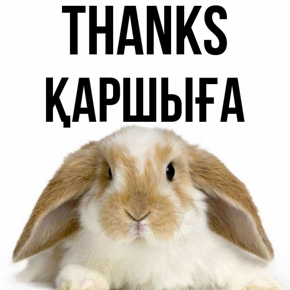 Greetings card с именем, Қаршыға Thanks коричнево белый заяц Greetings with text for free download 