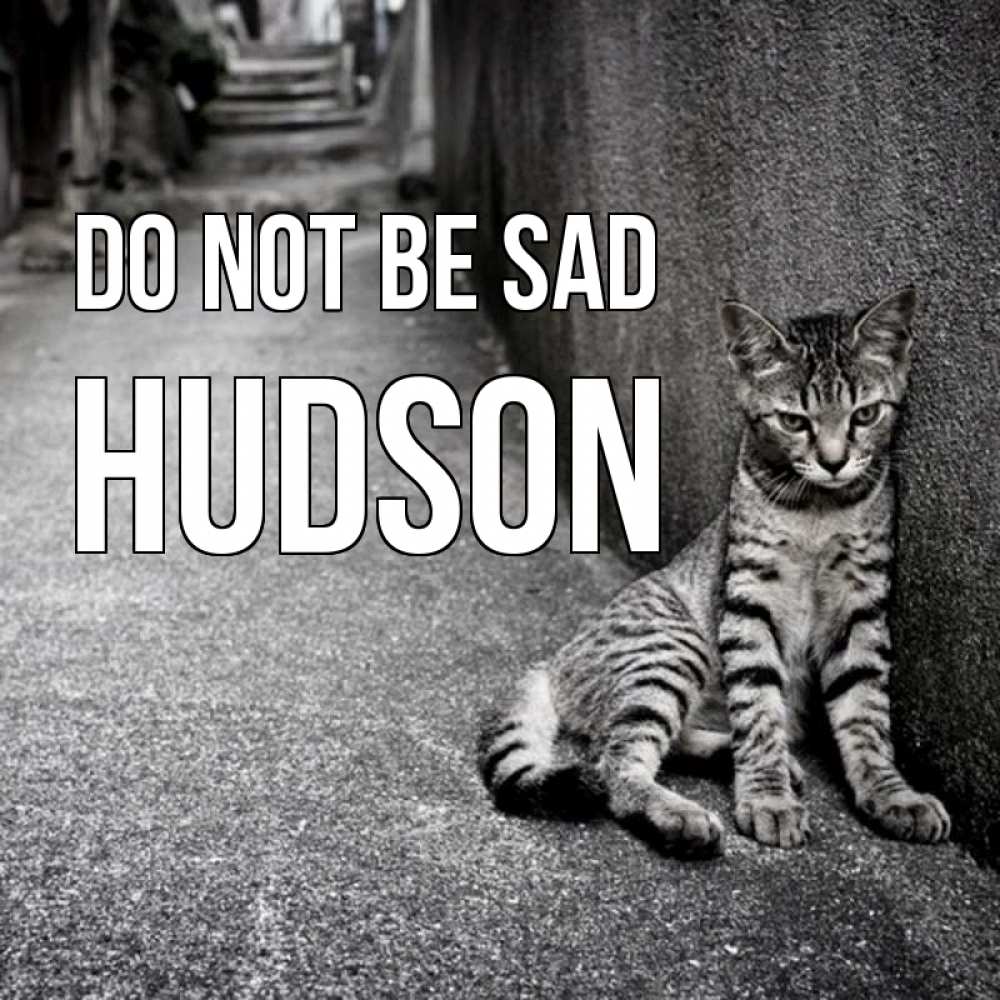 Greetings card с именем, Hudson Do not be sad скучающий котик Greetings with text for free download 