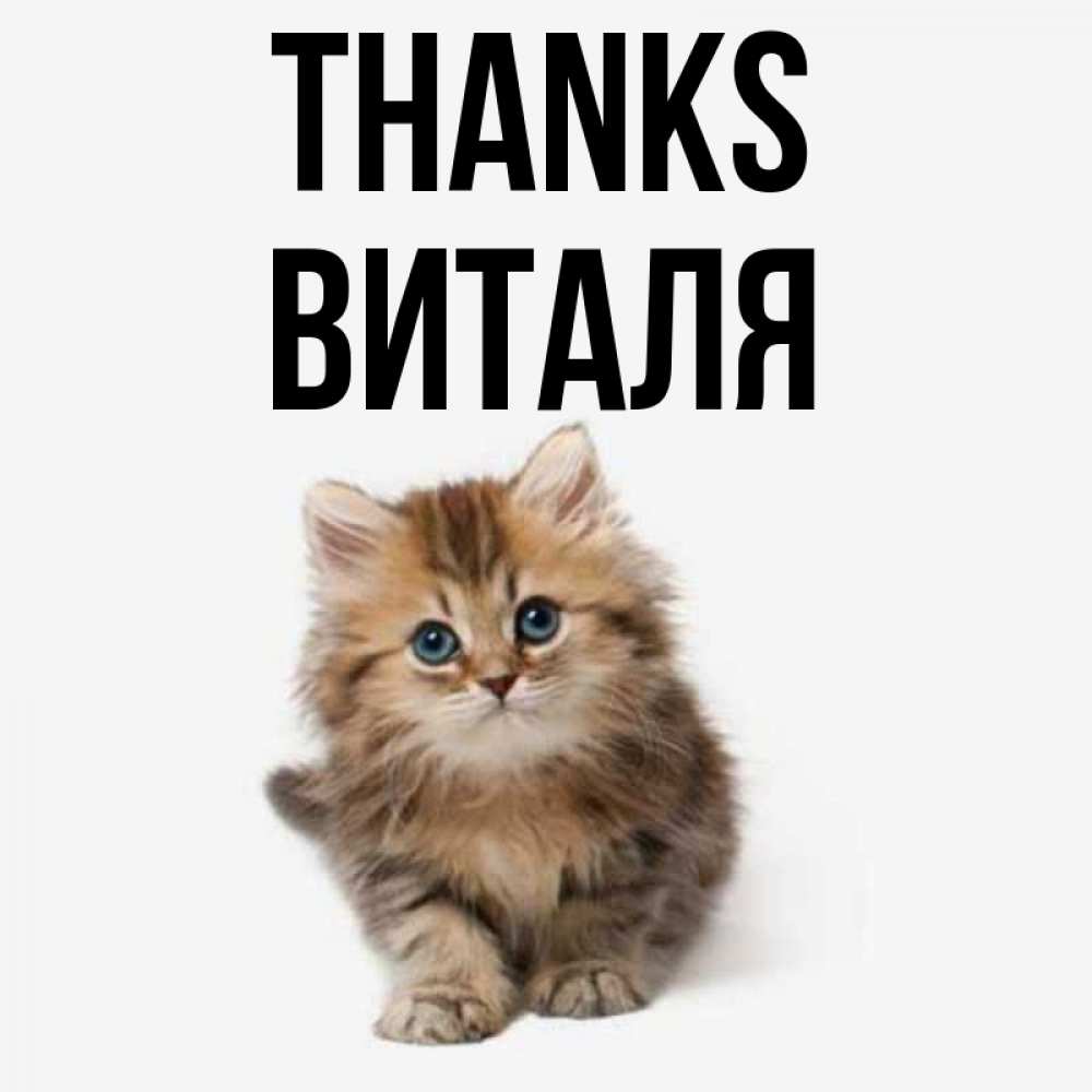Greetings card с именем, Виталя Thanks пушистый котик Greetings with text for free download 