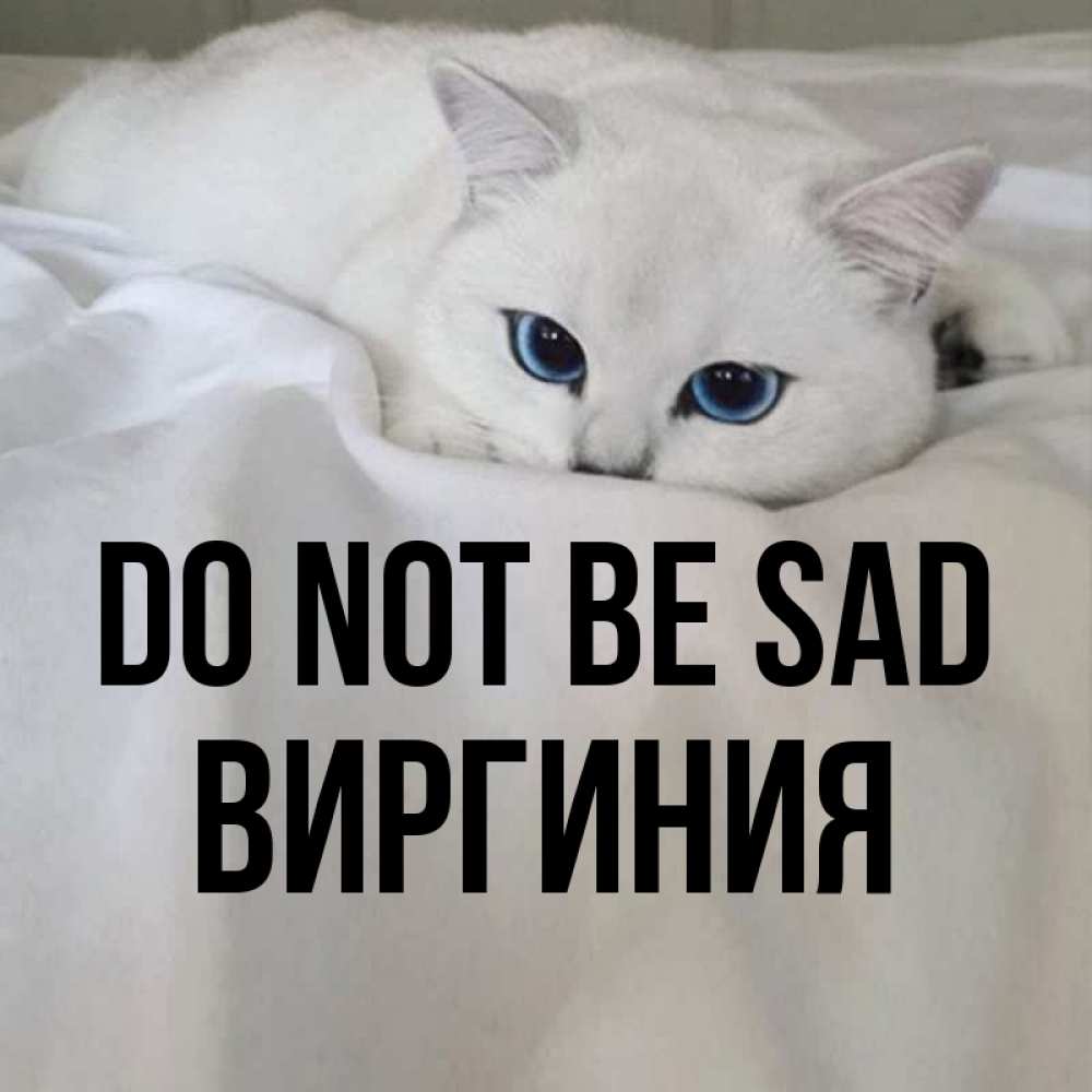 Greetings card с именем, Виргиния Do not be sad Голубоглазая кошка Greetings with text for free download 