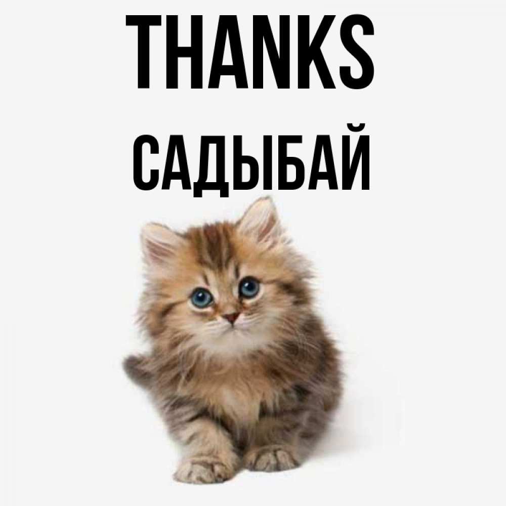 Greetings card с именем, САДЫБАЙ Thanks пушистый котик Greetings with text for free download 