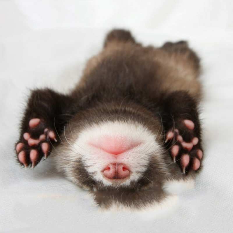 Открытка отдыхающий детеныш  зверек  Good night 