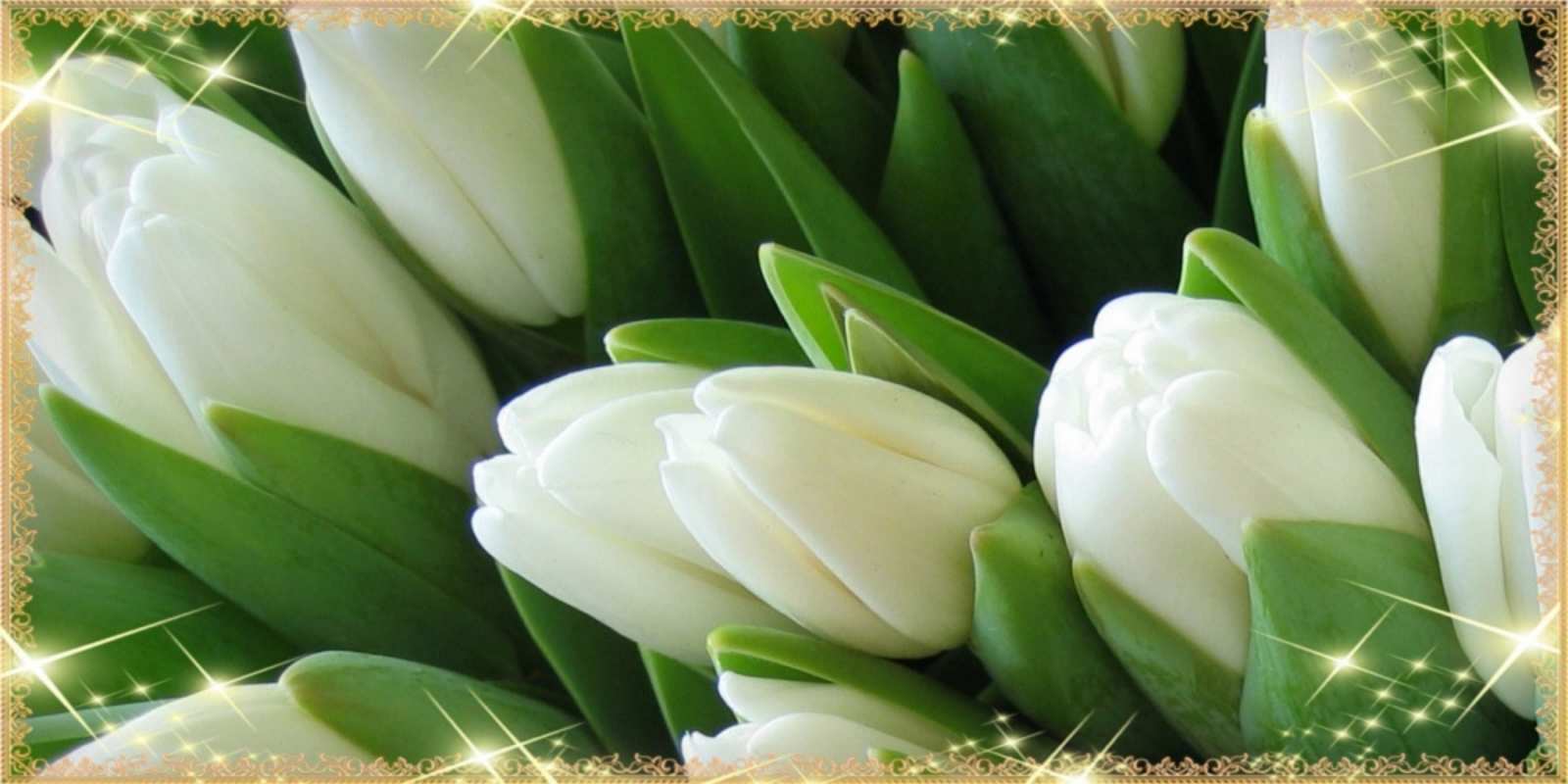 Открытка белые тюльпаны для любимых женщин поздравляем с 8 марта happy women`s day 