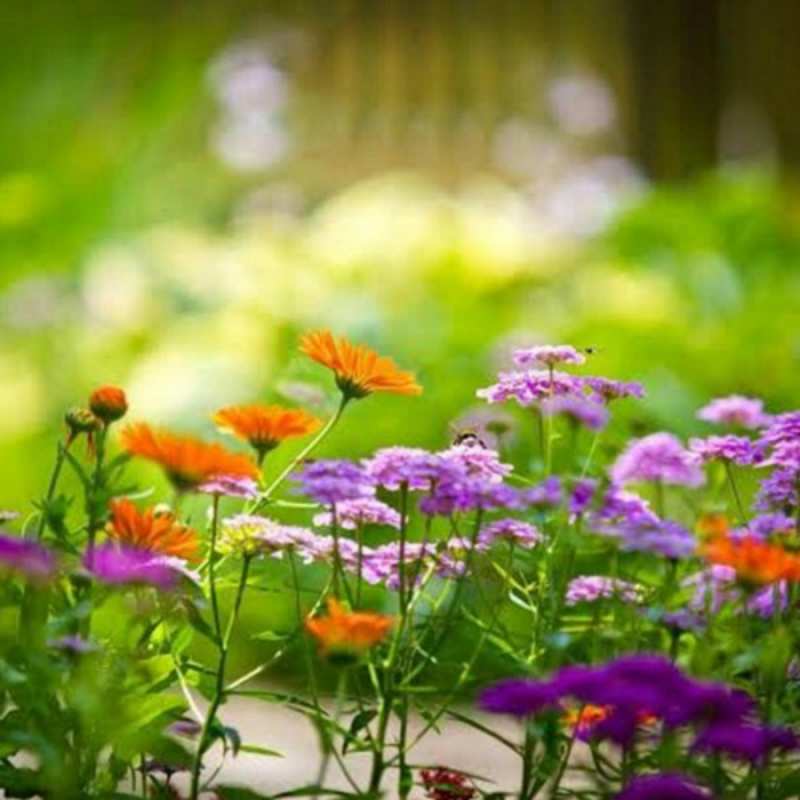 Открытка весенняя поляна  цветы  happy women`s day 