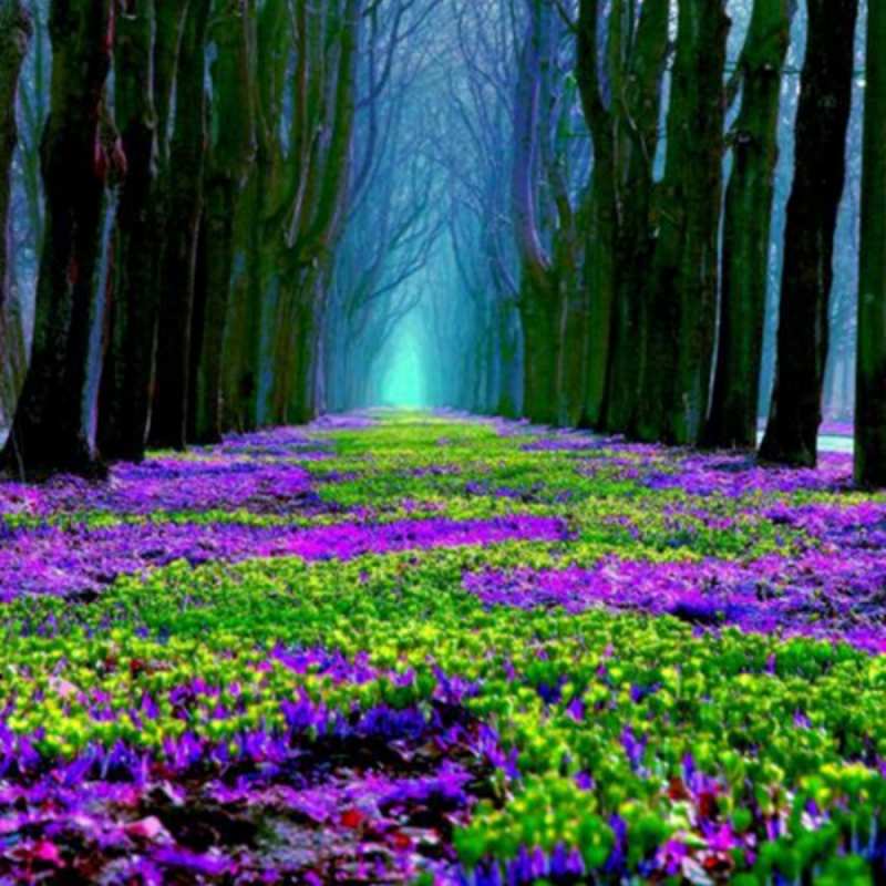 Открытка красивые цветы 1 фиолетовые цветы в лесу 1 happy women`s day 