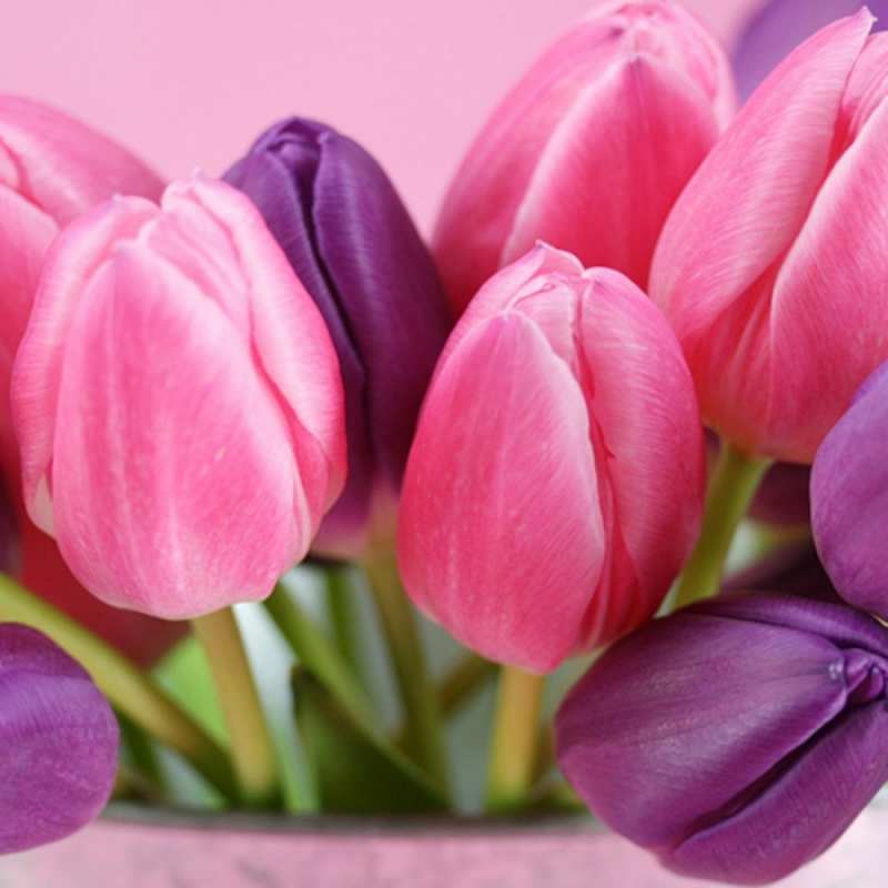 Открытка с тюльпанами 1 маме 1 happy women`s day 