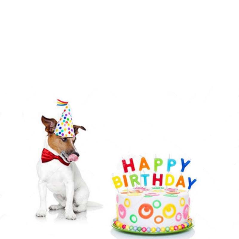 Открытка собака хочет скушать торт  праздник  Happy Birthday 