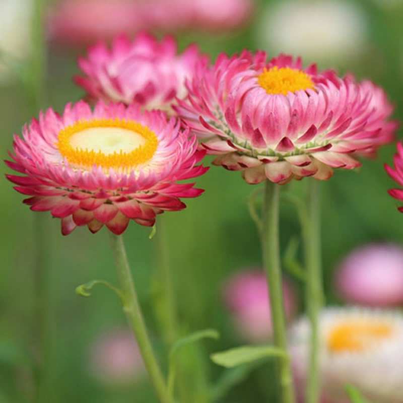 Открытка Цветы подарок на международный женский день  happy women`s day 