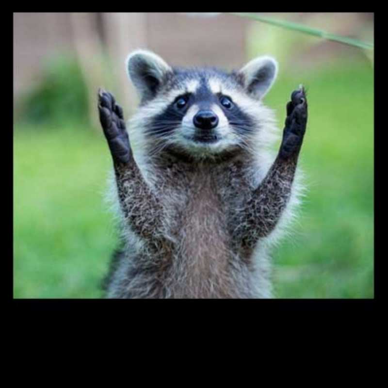 Открытка енот говорит спасибо милые животные Thanks 