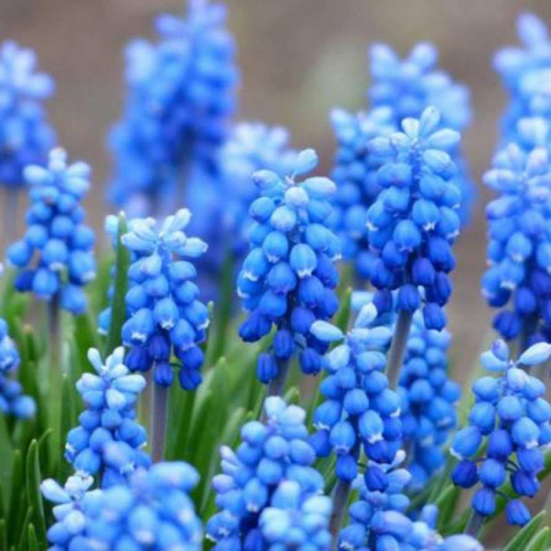 Открытка синие цветы  Поздравительная открытка для женщин с цветами на праздничную дату  happy women`s day 