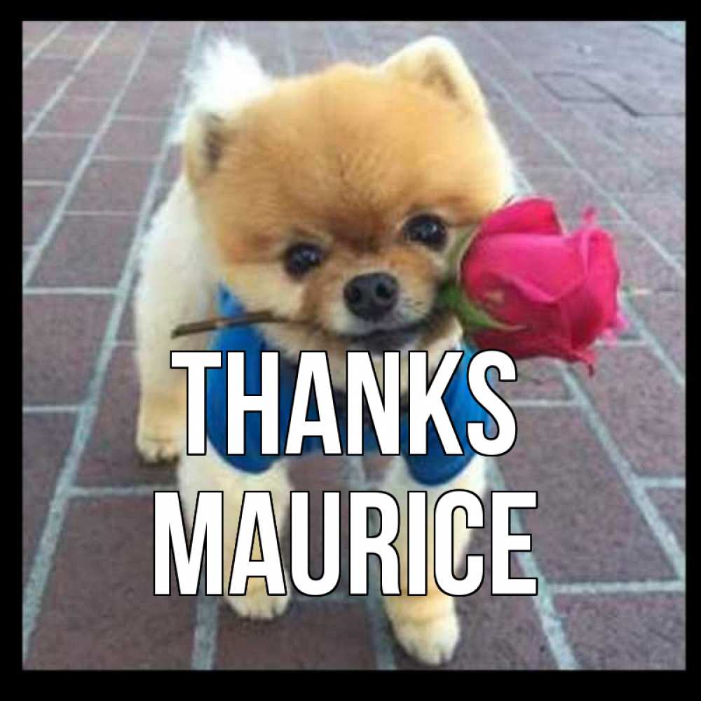 Greetings card с именем, Maurice Thanks спасибо и дарю тебе цветок Greetings with text for free download 