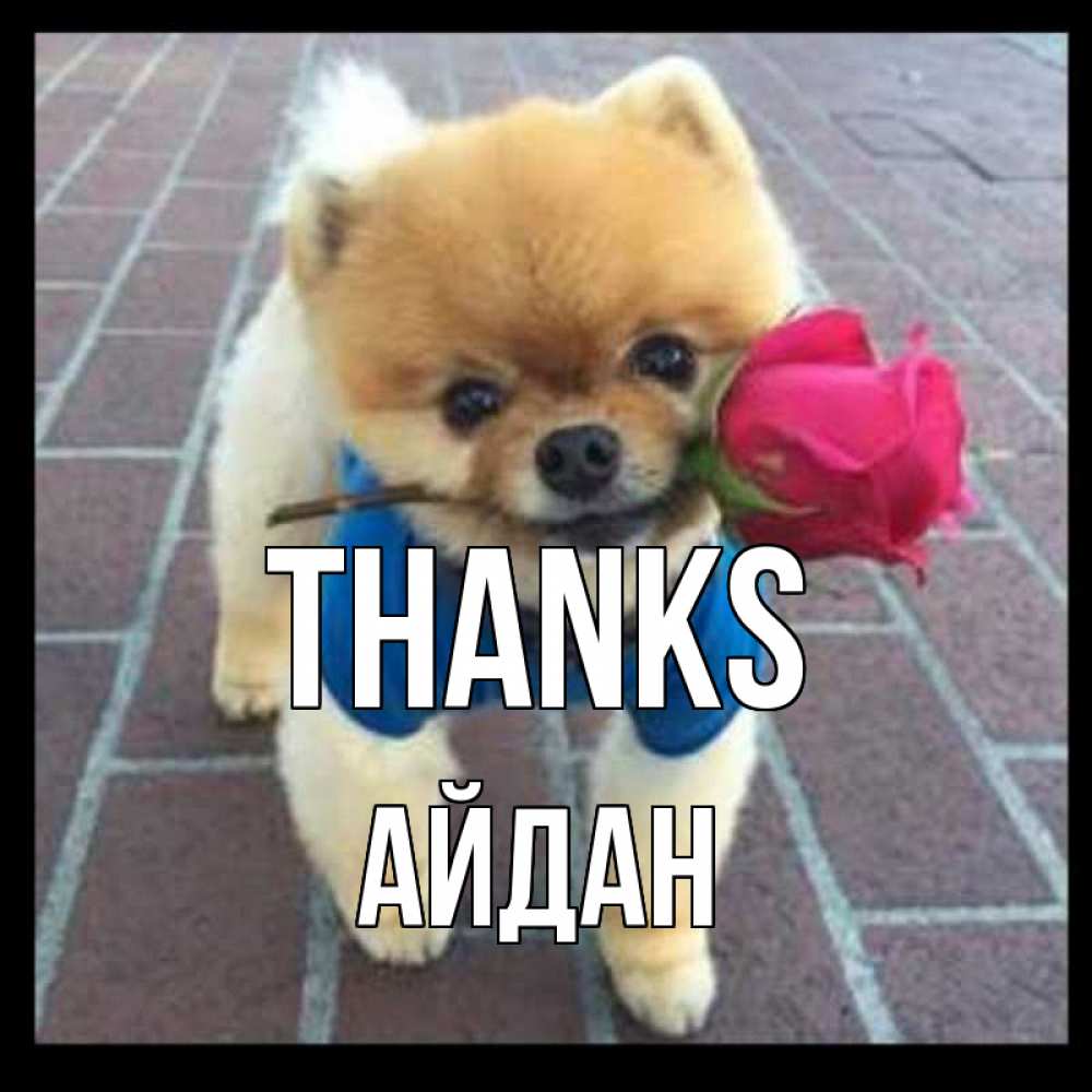 Greetings card с именем, Айдан Thanks спасибо и дарю тебе цветок Greetings with text for free download 