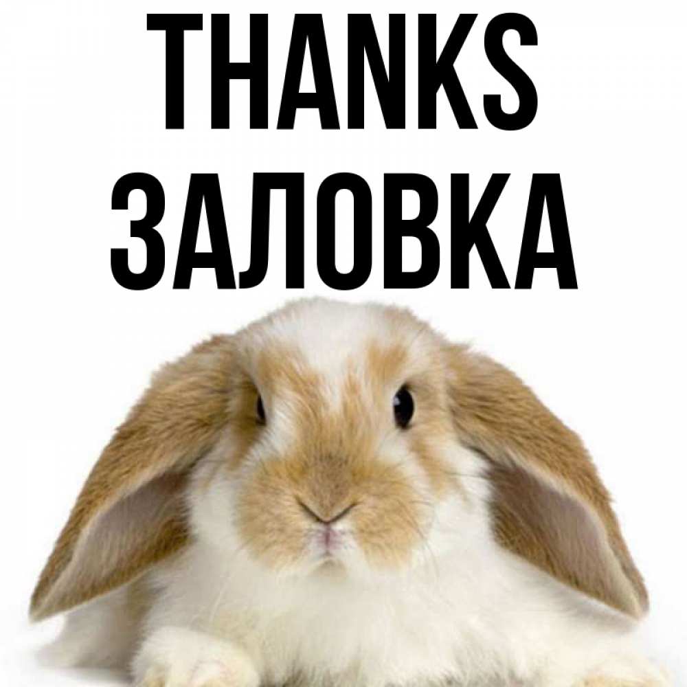 Greetings card с именем, Заловка Thanks коричнево белый заяц Greetings with text for free download 