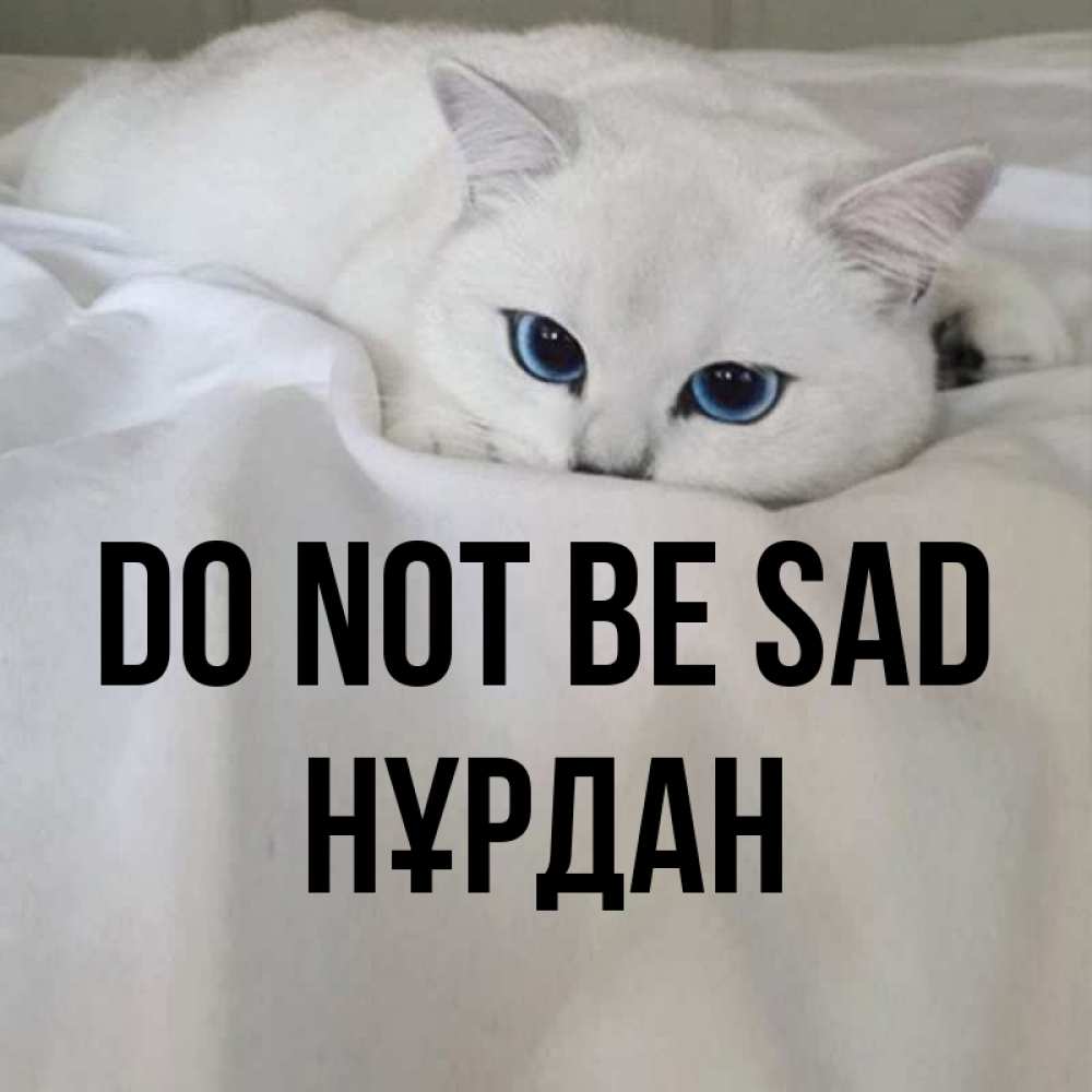 Greetings card с именем, НҰРДАН Do not be sad Голубоглазая кошка Greetings with text for free download 