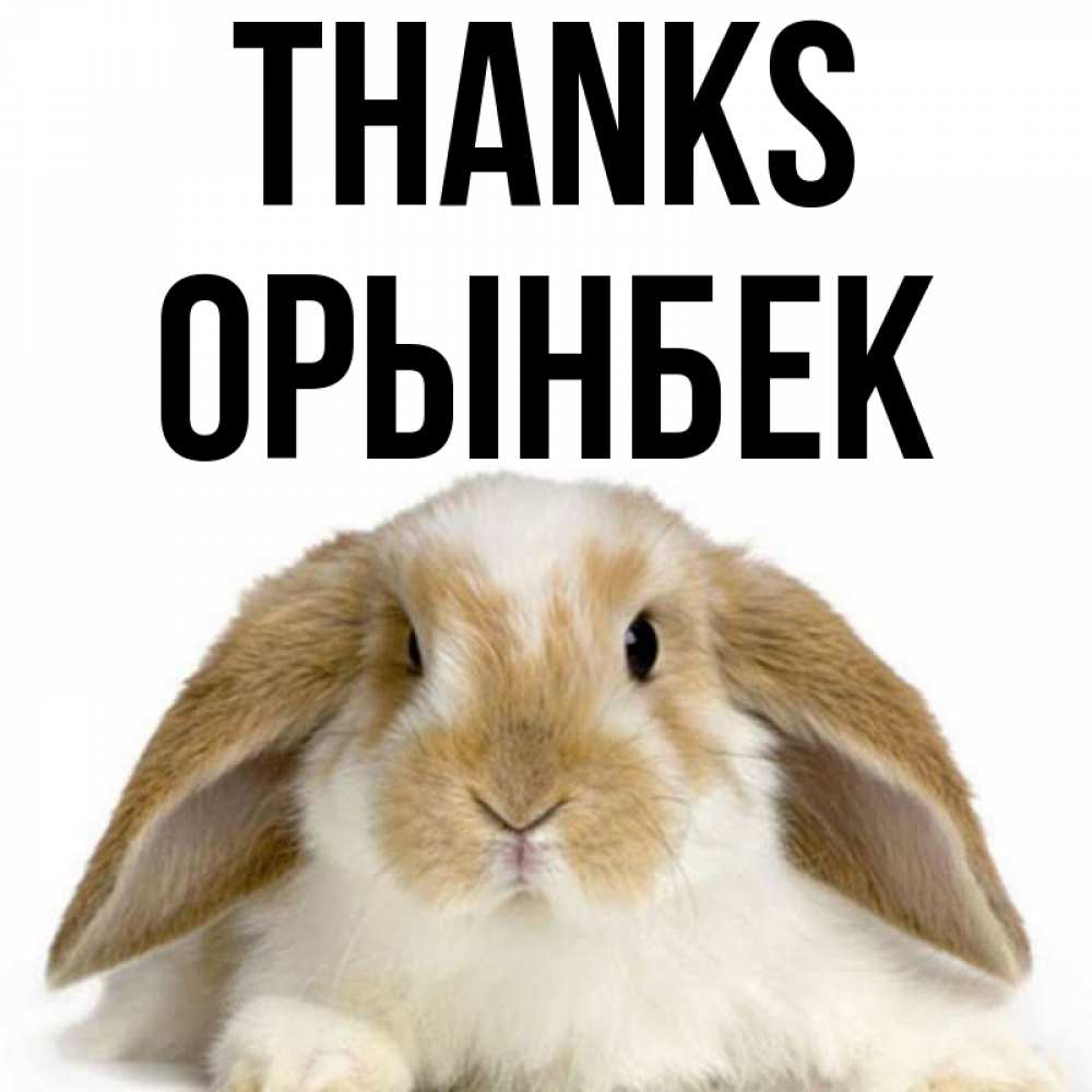 Greetings card с именем, ОРЫНБЕК Thanks коричнево белый заяц Greetings with text for free download 
