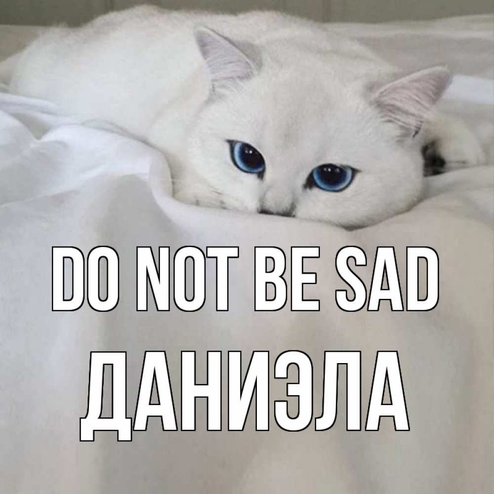 Greetings card с именем, Даниэла Do not be sad белый кот с голубыми глазами на белоснежной кровати Greetings with text for free download 