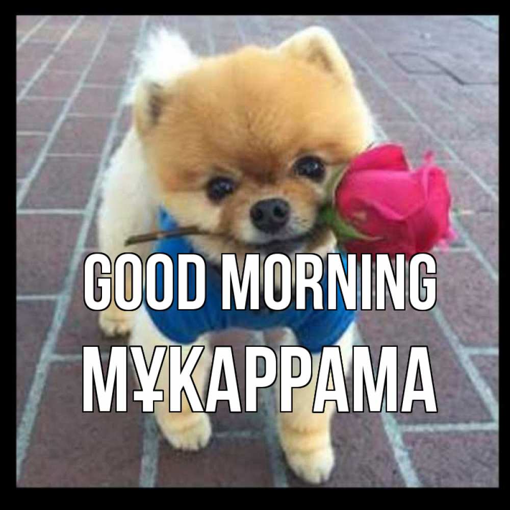 Greetings card с именем, МҰКАРРАМА Good morning роза в зубах Greetings with text for free download 