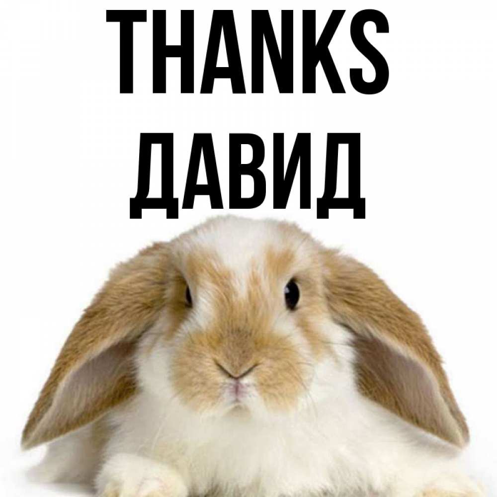 Greetings card с именем, Давид Thanks коричнево белый заяц Greetings with text for free download 