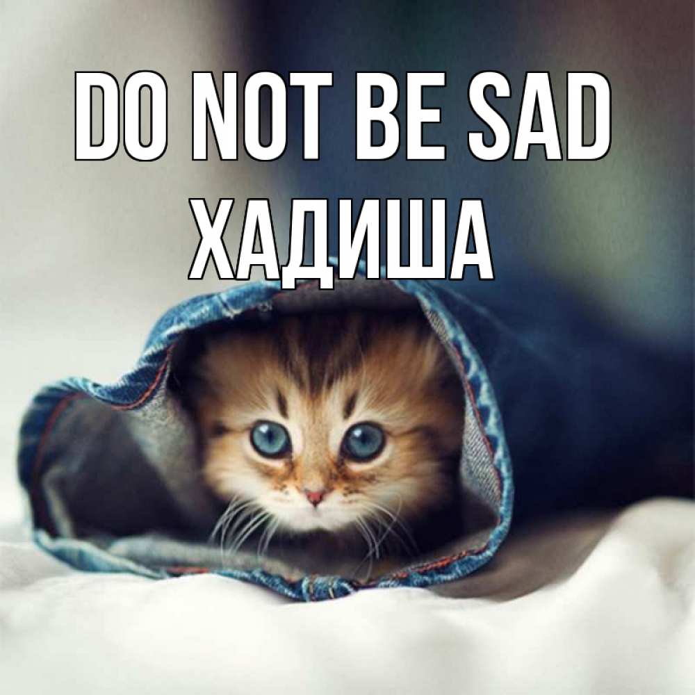 Greetings card с именем, ХАДИША Do not be sad кот в одежде Greetings with text for free download 