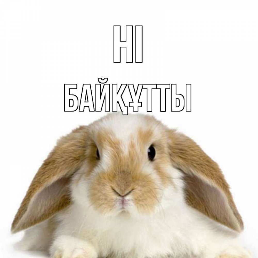 Greetings card с именем, Байқұтты Hi с животными Greetings with text for free download 