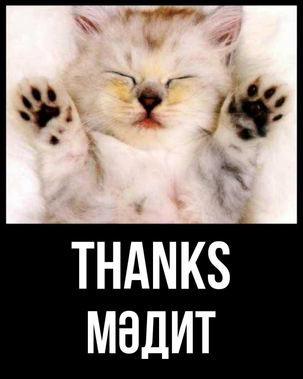 Greetings card с именем, МӘДИТ Thanks маленький котенок Greetings with text for free download 