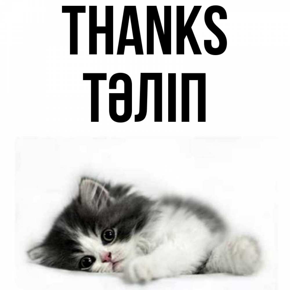 Greetings card с именем, ТӘЛІП Thanks черный и белый кот Greetings with text for free download 