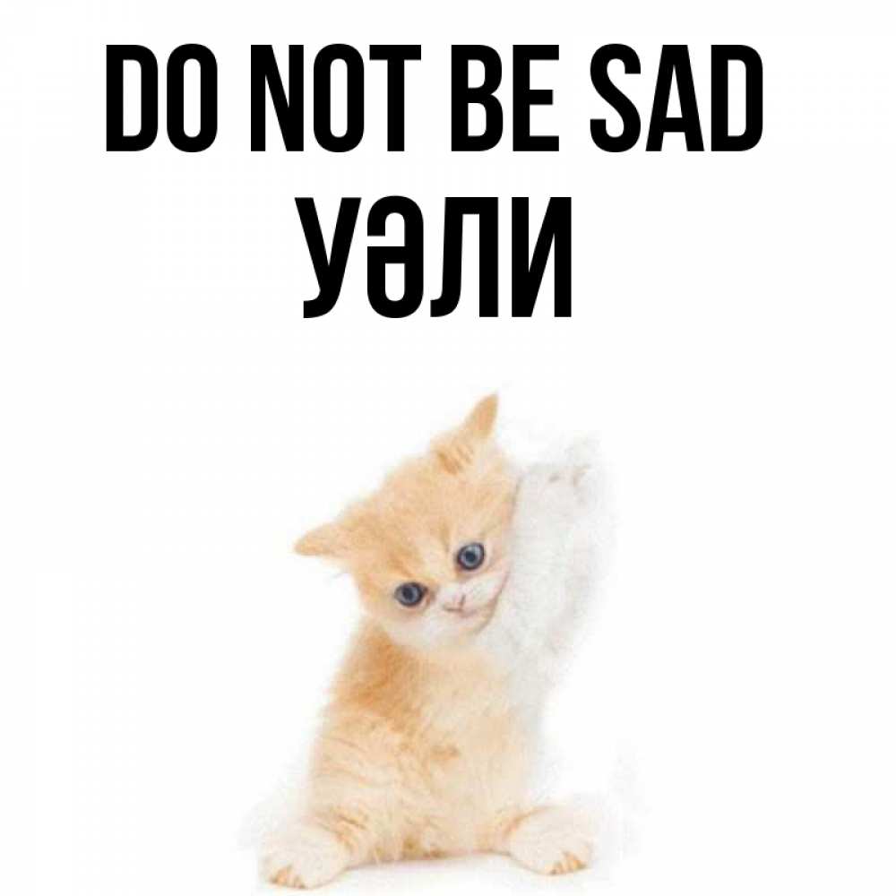 Greetings card с именем, УӘЛИ Do not be sad просящий кот Greetings with text for free download 