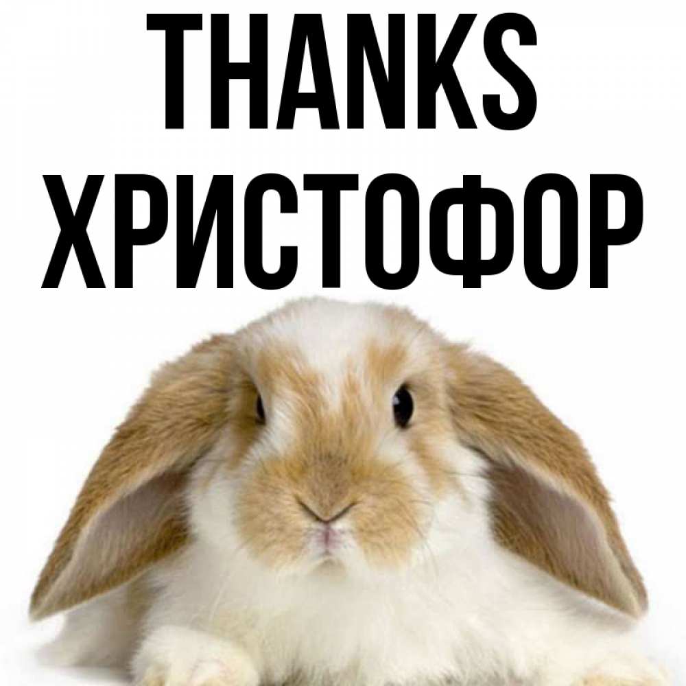 Greetings card с именем, Христофор Thanks коричнево белый заяц Greetings with text for free download 