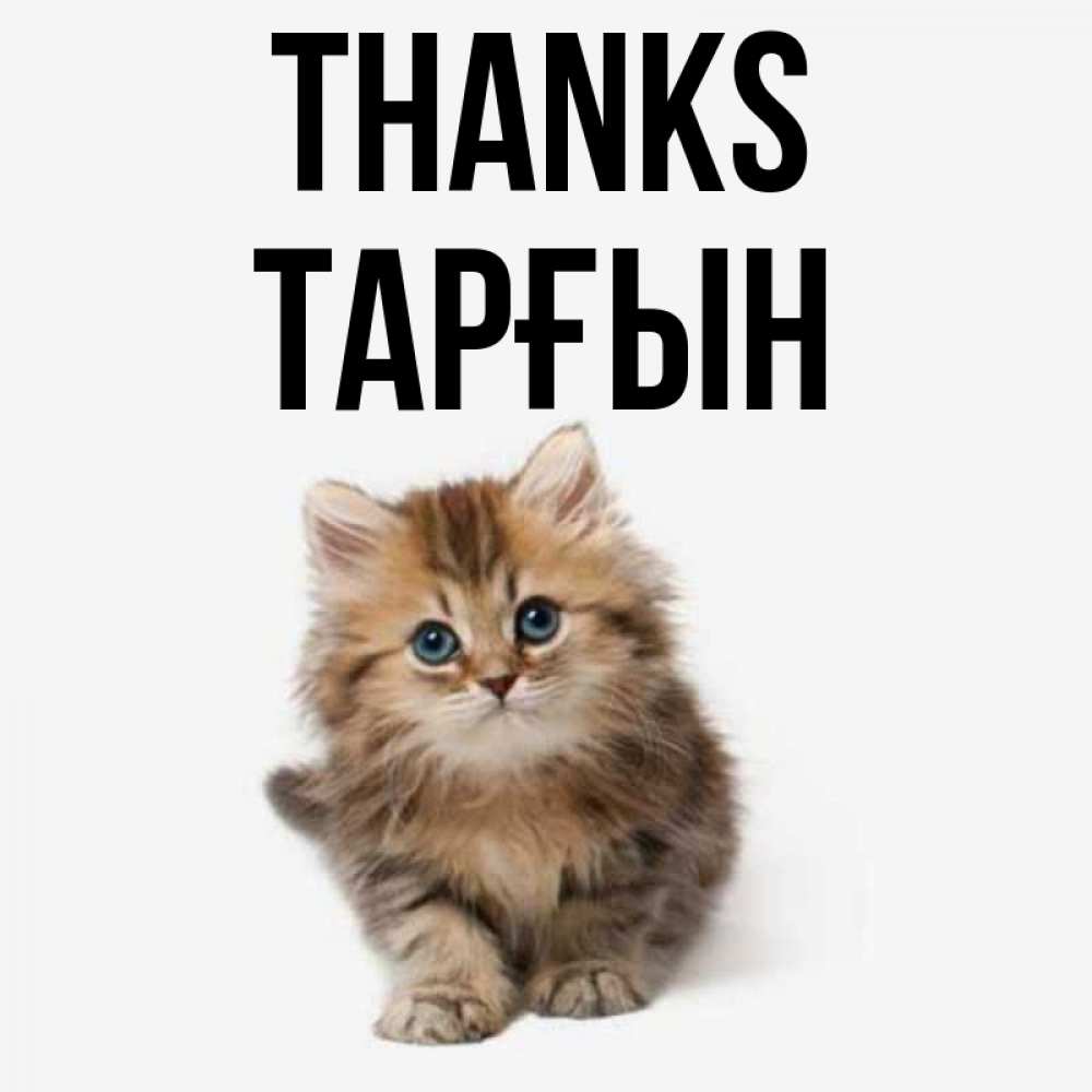 Greetings card с именем, ТАРҒЫН Thanks пушистый котик Greetings with text for free download 