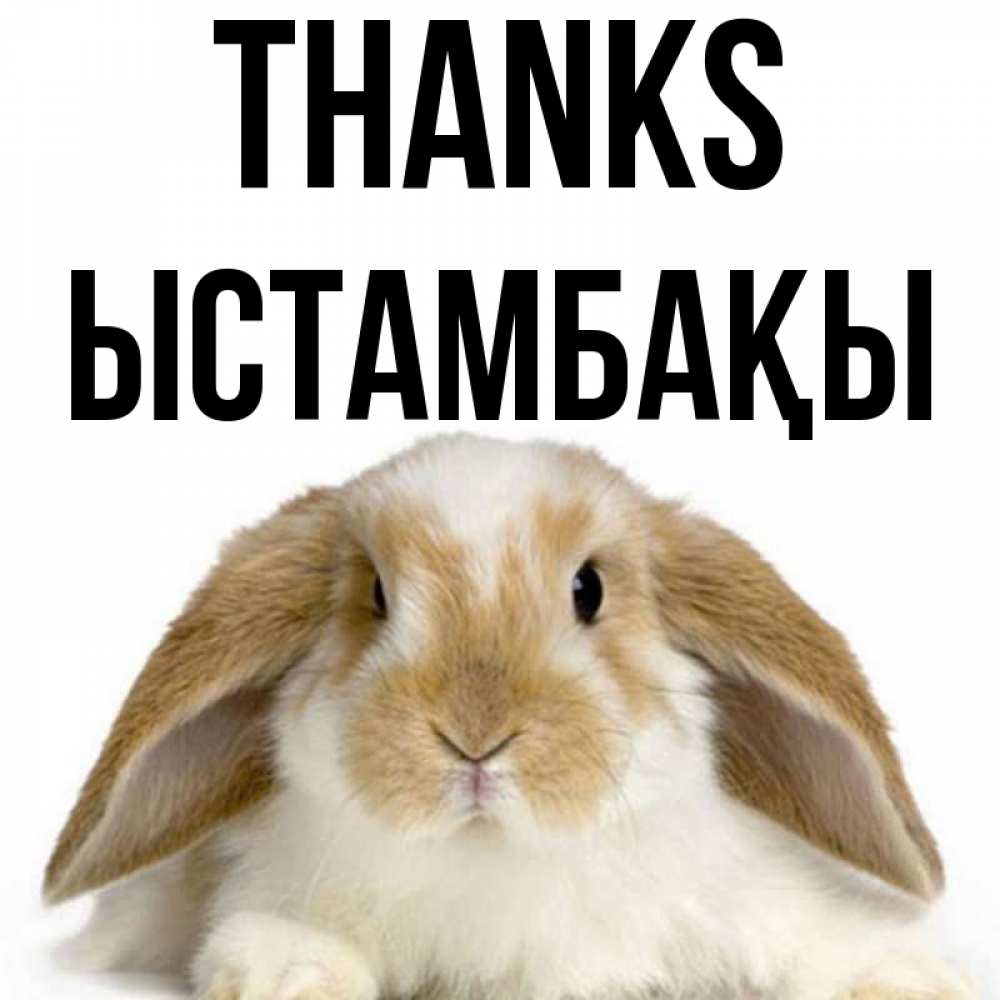 Greetings card с именем, ЫСТАМБАҚЫ Thanks коричнево белый заяц Greetings with text for free download 