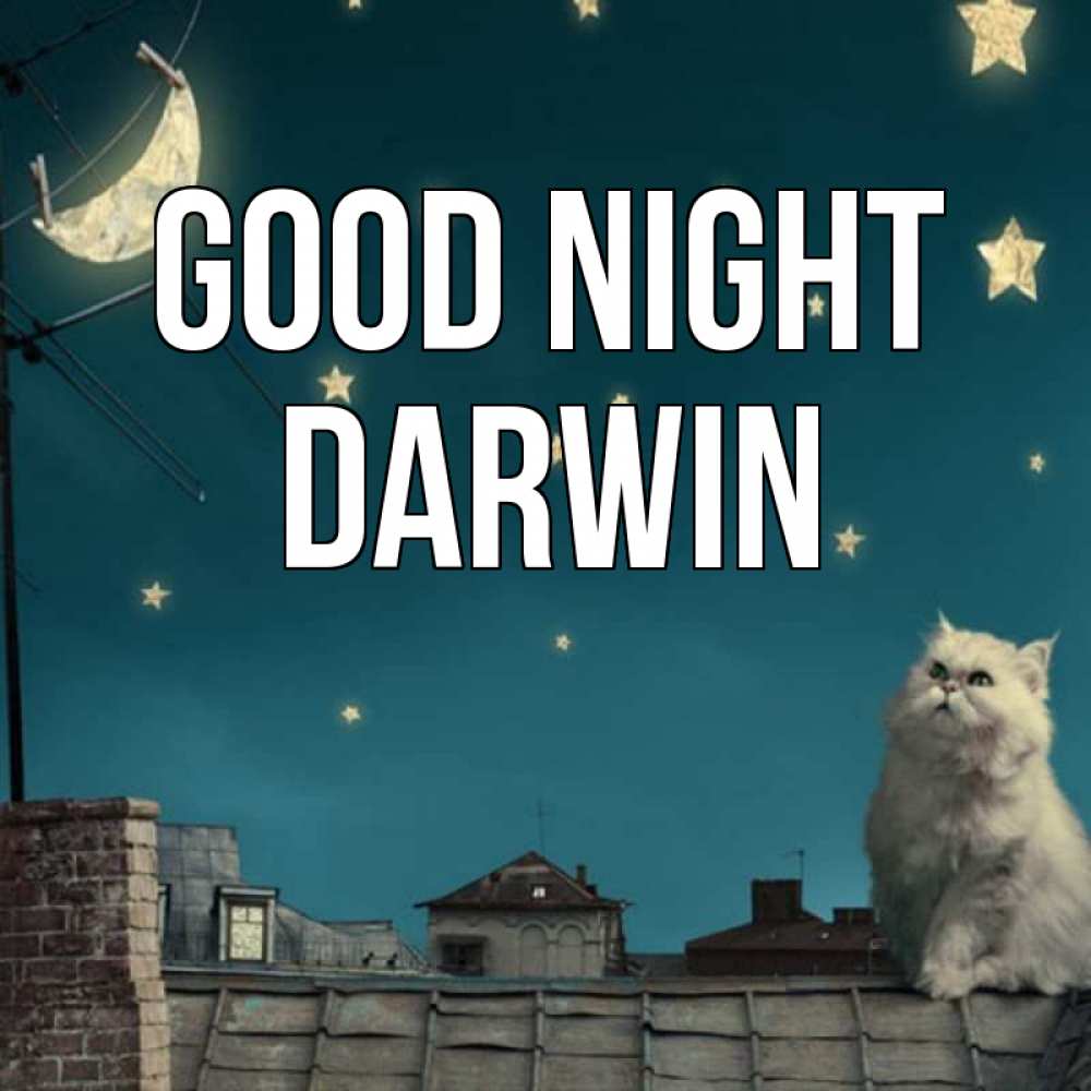 Greetings card с именем, Darwin Good night белый кот сидит на крыше Greetings with text for free download 