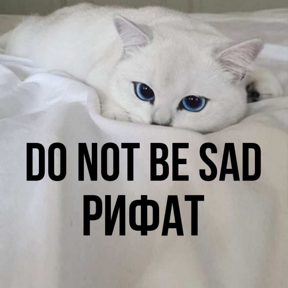 Greetings card с именем, Рифат Do not be sad Голубоглазая кошка Greetings with text for free download 