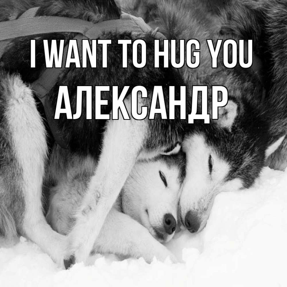 Greetings card с именем, Александр I want to hug you собачки в упряжке Greetings with text for free download 