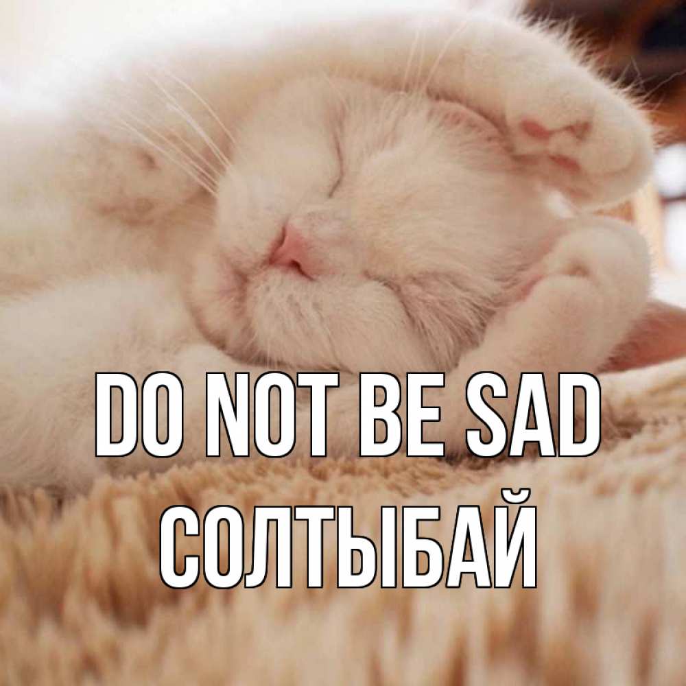 Greetings card с именем, СОЛТЫБАЙ Do not be sad белый кот Greetings with text for free download 