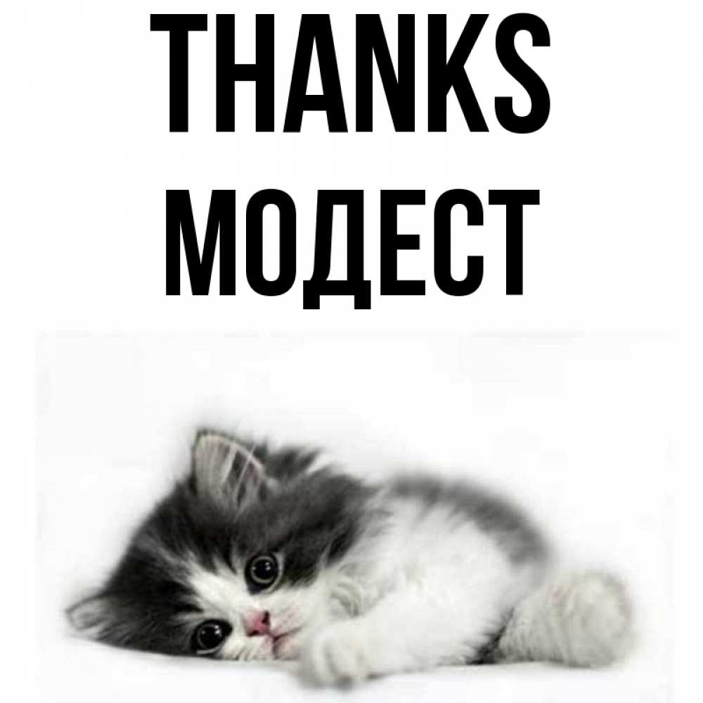Greetings card с именем, Модест Thanks черный и белый кот Greetings with text for free download 