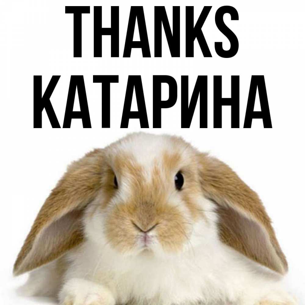 Greetings card с именем, Катарина Thanks коричнево белый заяц Greetings with text for free download 