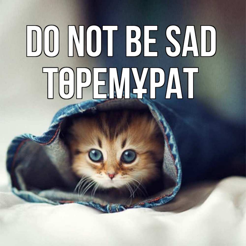 Greetings card с именем, Төремұрат Do not be sad кот в одежде Greetings with text for free download 